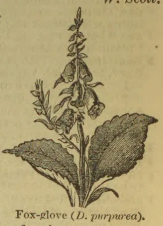 A foxglove plant with a tall flowering stalk and broad toothed leaves.