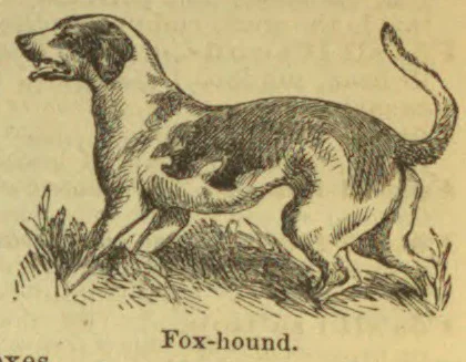 A foxhound stands in grass with its tail raised.