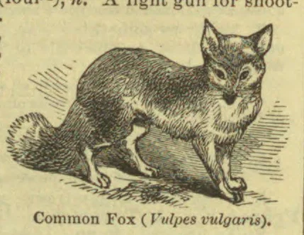 An engraved fox stands in profile with its bushy tail extended behind it.