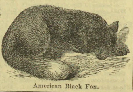 An American black fox crouches on the ground with its bushy tail curled around its body.