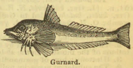 An engraved illustration of a gurnard fish, shown in profile with its fins spread.