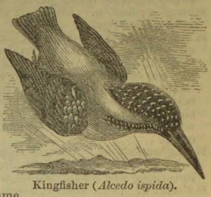 An engraved kingfisher dives headfirst toward the water.
