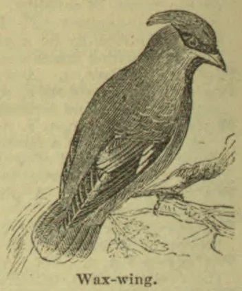 An engraved illustration of a waxwing perched on a branch.