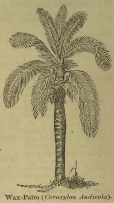 An engraved illustration of a tall wax palm with a slender trunk and a crown of arching fronds.