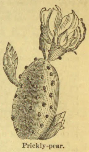 An illustration of a prickly-pear cactus with a large oval pad covered in spines and a flower at the top.