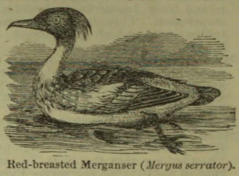 An engraving of a red-breasted merganser swimming on the water.