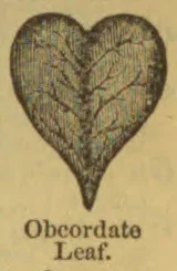 A heart-shaped leaf with a pointed tip and branching veins.