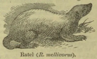 An illustration of a ratel, a stocky, low-slung mammal with a long body and raised head.
