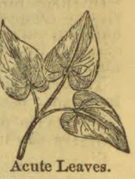 A botanical drawing of a stem bearing three pointed leaves.