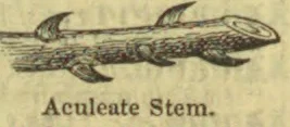 A botanical stem bearing several sharp prickles is shown.