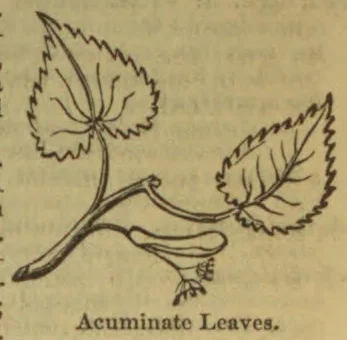 A botanical drawing of a twig bearing two acuminate leaves and a small flower or fruit cluster.