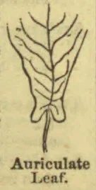 A botanical drawing of an auriculate leaf, with ear-like lobes at its base.
