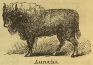 An aurochs stands in profile facing left.