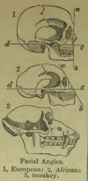 Three side-view skull illustrations compare the facial angles of a European, an African, and a monkey.