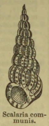 An illustration of a tall, spiraled shell.