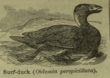 An engraved surf-duck floats on the water.