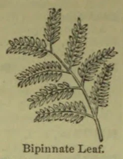 A drawing of a bipinnate leaf with several pairs of leaflets branching from a central stem.