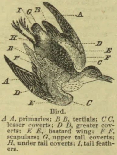 A bird with its wings spread, annotated to identify the parts of its feathers.