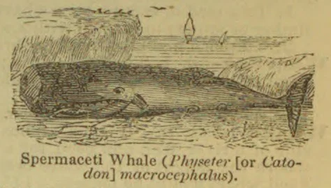 An engraving of a spermaceti whale swimming at the water’s surface, with small boats in the distance.