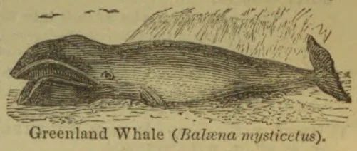 An engraved illustration of a Greenland whale swimming near the water’s surface, with spray or waves above its back.