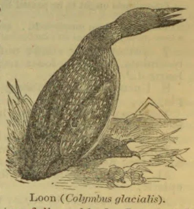 An illustration of a loon sitting on its nest among grasses.