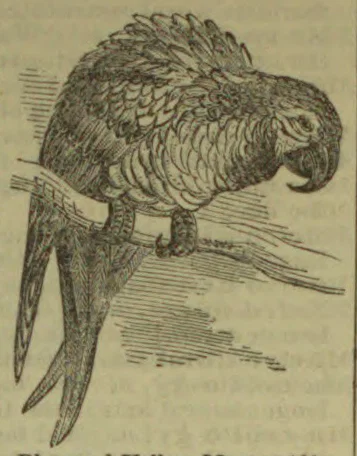 An engraved parrot perches on a branch.