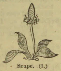 A flowering plant with a leafless stalk rising from a basal rosette of leaves.
