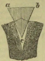 A cross-sectional diagram showing a narrow, tapered central section within a broader shaded structure.