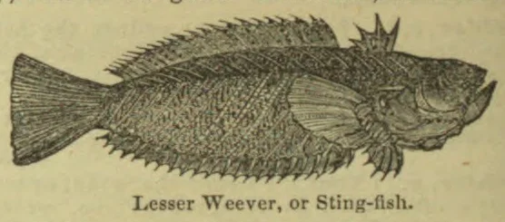 An engraved illustration of a fish with a spiny dorsal fin and fan-shaped tail.
