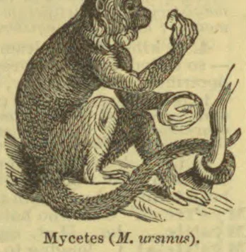 An illustration of a monkey seated on a branch, raising one hand and holding a curled object in the other.