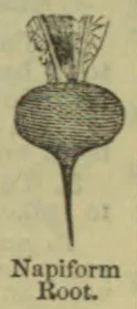 An illustration of a napiform root with a rounded bulb, a long tapering root, and leaves above.