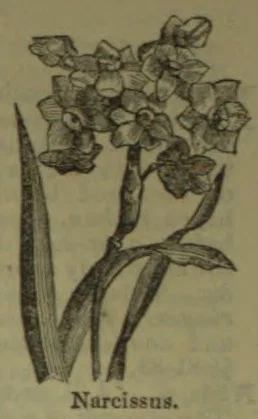 A botanical illustration of a flowering narcissus plant with long leaves and several blossoms.