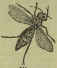 An insect with a segmented body, long legs, and two pairs of wings.