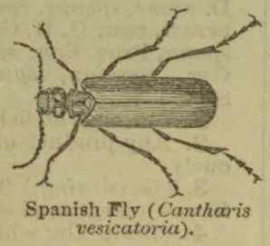 An illustration of a Spanish fly, shown from above with its legs and antennae.