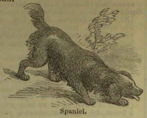 A spaniel crouches low to the ground with its tail raised.