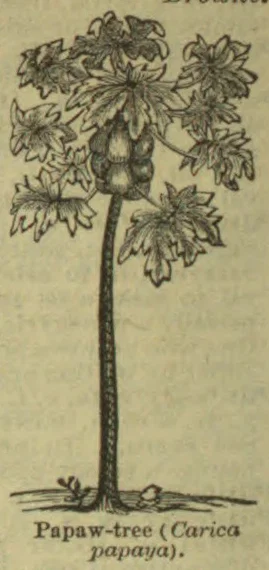 A papaw tree with a slender trunk, large lobed leaves, and a cluster of fruit near the top.