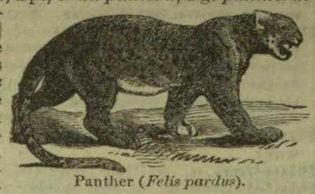 An illustration of a panther walking.