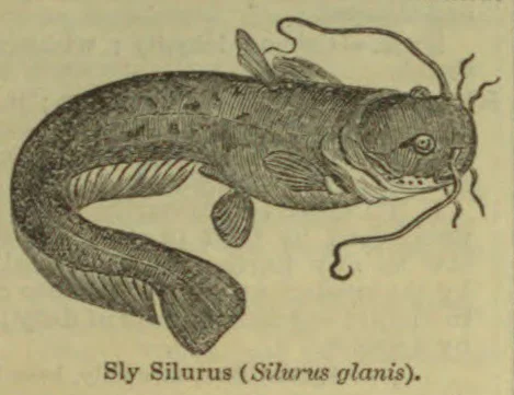 An engraved illustration of a catfish with long barbels and a curved body.