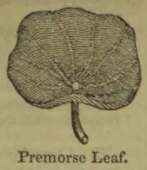 An illustration of a broad leaf with a notched, uneven edge and a short stem.