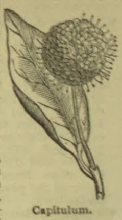 A botanical illustration of a rounded flower head with radiating florets and several leaves on a stem.