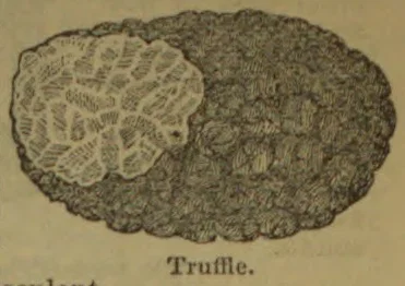 A whole truffle is shown with one end cut open to reveal its patterned interior.