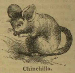 An illustration of a chinchilla sitting with its long tail curled behind it.
