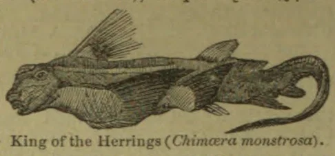 An elongated, fish-like creature with large fins and a long, curled tail.