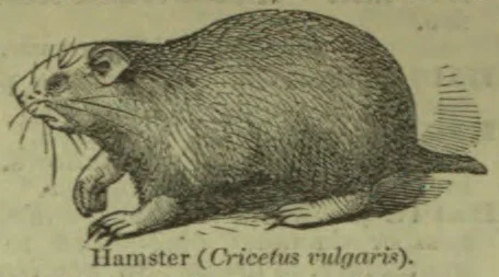 An engraved illustration of a hamster shown in profile.