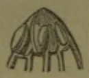 A line drawing of a dome-shaped structure with several curved sections inside and narrow projections extending downward.
