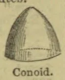 A shaded, pointed conoid with a broad curved base.
