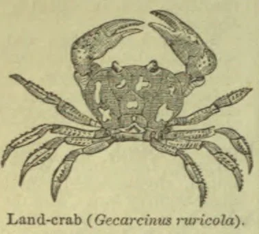 An engraved illustration of a land crab with its claws raised and legs spread.