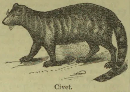 An engraving of a civet standing in profile.