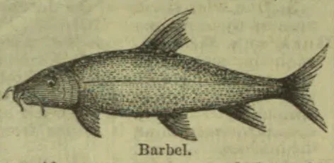 An engraving of a barbel fish, shown in profile.