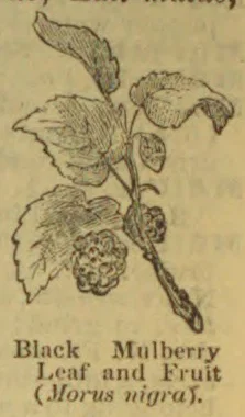 A botanical illustration of a black mulberry branch with leaves and fruit.